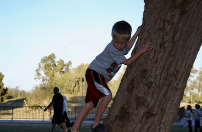 Boy climbing a large tree trunk.